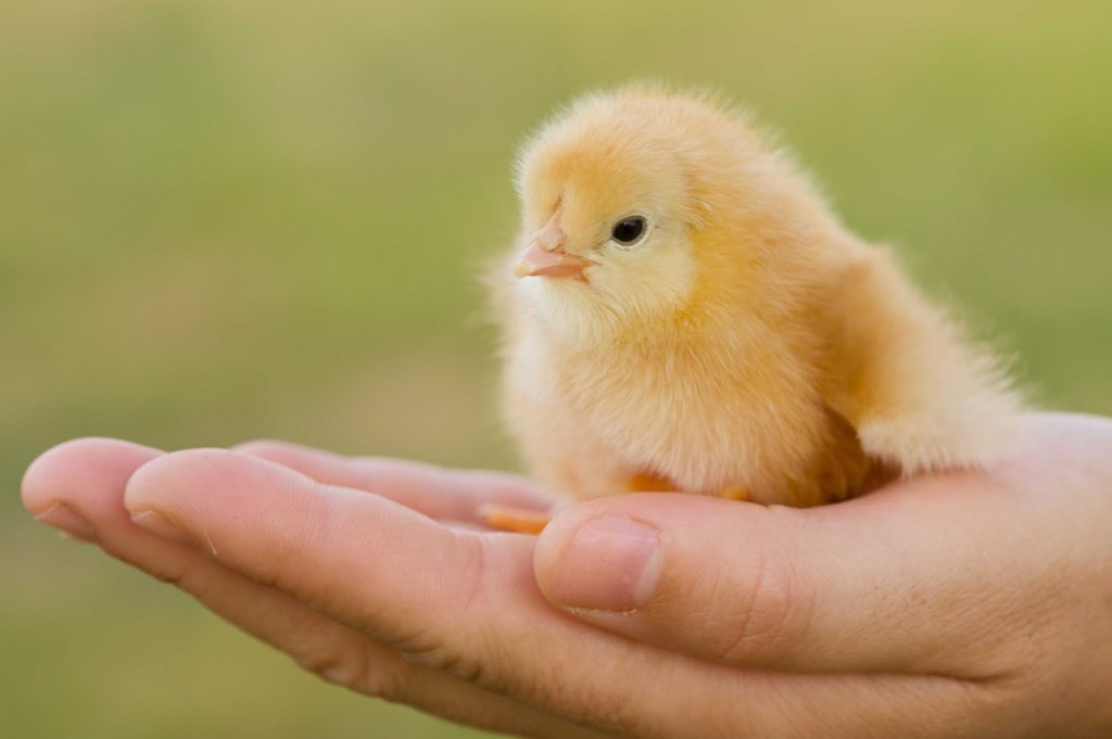 kuřátko na dlani