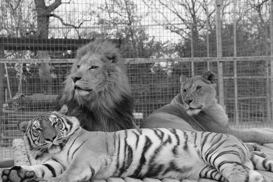 lvi a tygři v zoo