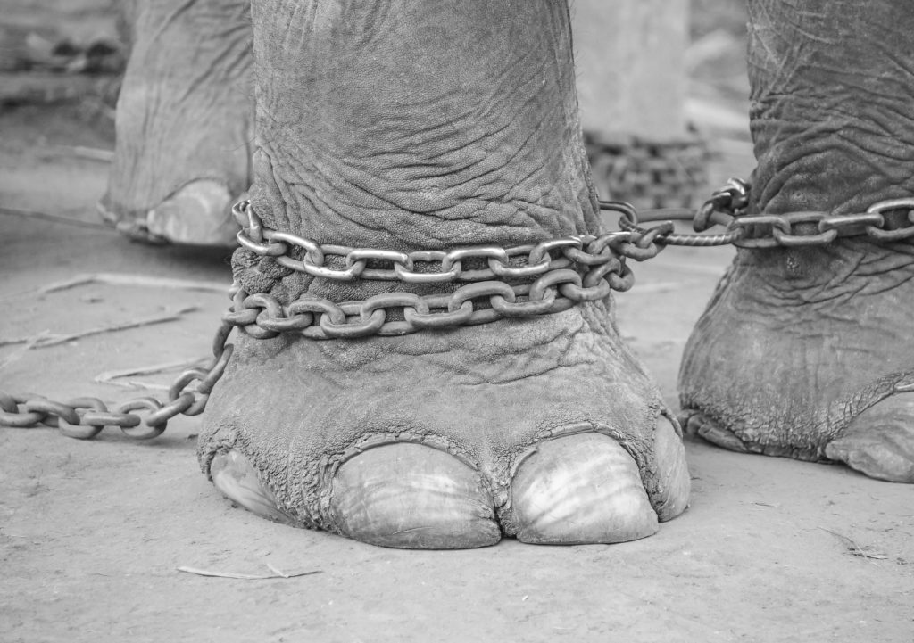slon připoutaný v řetězech